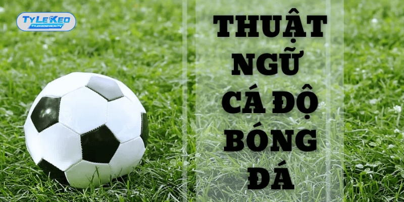 Việc hiểu rõ các thuật ngữ cá độ bóng đá vô cùng quan trọng